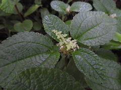 Pilea nummulariifolia