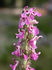 Pedicularis attollens