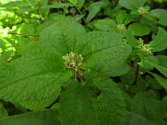 Pilea nummulariifolia