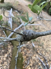 Protobalandricus spectabilis