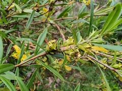 Heimia salicifolia