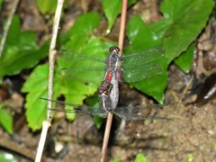 Libellula herculea