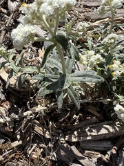 Pseudognaphalium stramineum