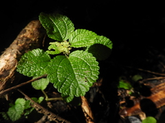 Pilea nummulariifolia