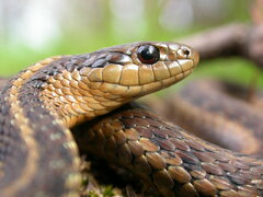 Thamnophis ordinoides