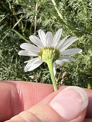 Tripleurospermum
