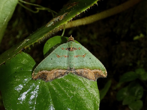 Oligopleura malachitaria