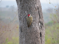 Campethera bennettii