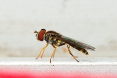 Toxomerus dispar