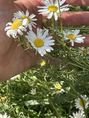 Tripleurospermum