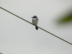 Tyrannus dominicensis