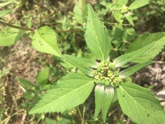 Euphorbia dentata