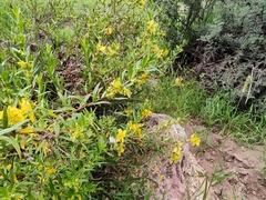 Heimia salicifolia