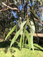Eucalyptus viminalis