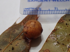 Amphibolips quercusostensackenii