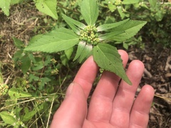 Euphorbia dentata