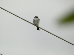 Tyrannus dominicensis