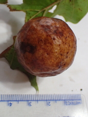 Amphibolips quercusinanis