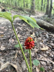 Arisaema quinatum