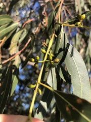 Eucalyptus viminalis