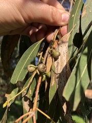 Eucalyptus viminalis
