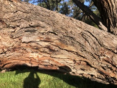 Eucalyptus viminalis