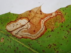 Stigmella quercipulchella