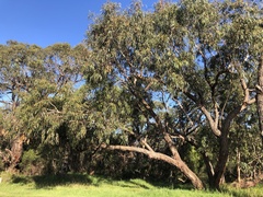 Eucalyptus viminalis