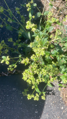 Mirabilis nyctaginea