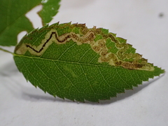 Stigmella rosaefoliella