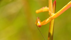 Stagmomantis floridensis
