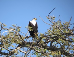 Haliaeetus vocifer