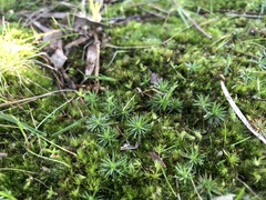 Polytrichum juniperinum
