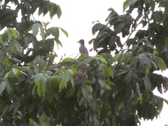 Tyrannus caudifasciatus