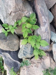 Aegopodium podagraria