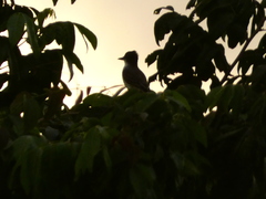 Tyrannus caudifasciatus