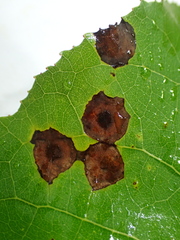 Harmandiola