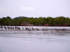Rynchops flavirostris