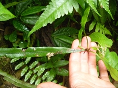 Asplenium amboinense