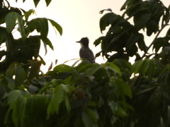 Tyrannus caudifasciatus