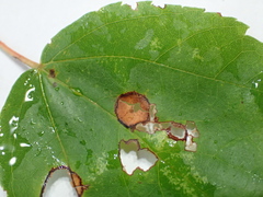 Acericecis ocellaris