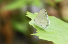Celastrina