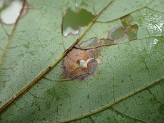 Acericecis ocellaris