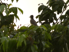 Tyrannus caudifasciatus