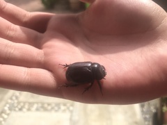 Pentodontini