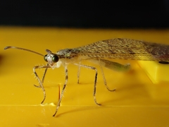 Myrmeleontidae