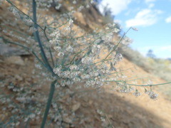 Eriogonum deflexum