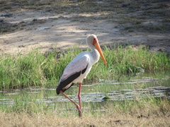 Mycteria ibis