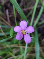 Sabatia campanulata