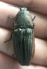 Chalcolepidius eschscholtzi
